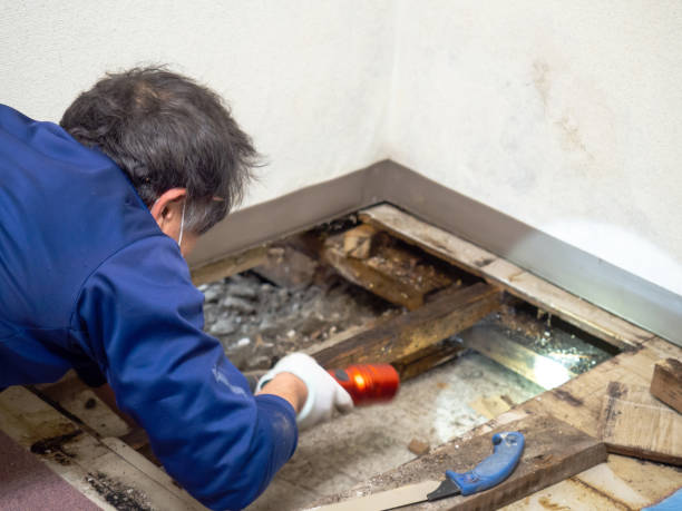 Professional Mold Removal in Parker City, IN