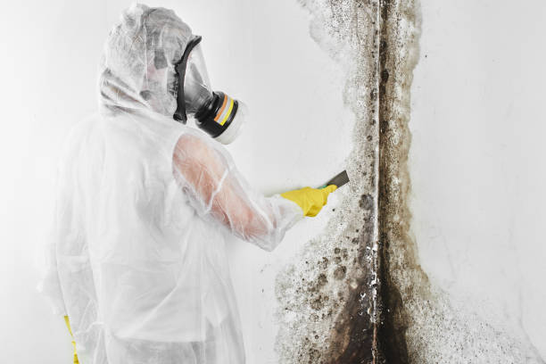 Best Commercial Mold Removal  in Parker City, IN