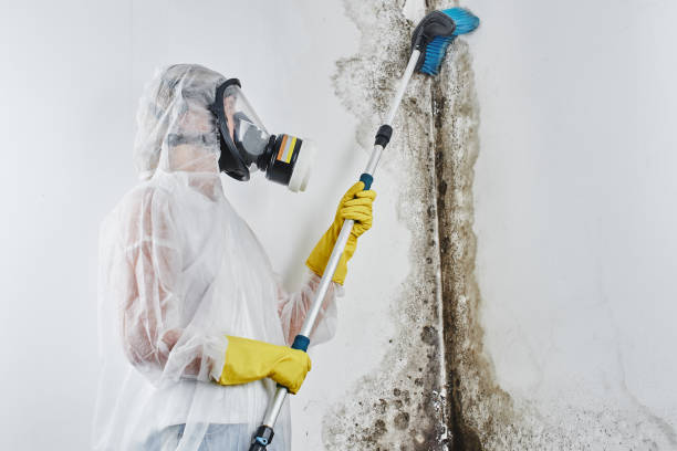 Mold Testing and Removal in Parker City, IN