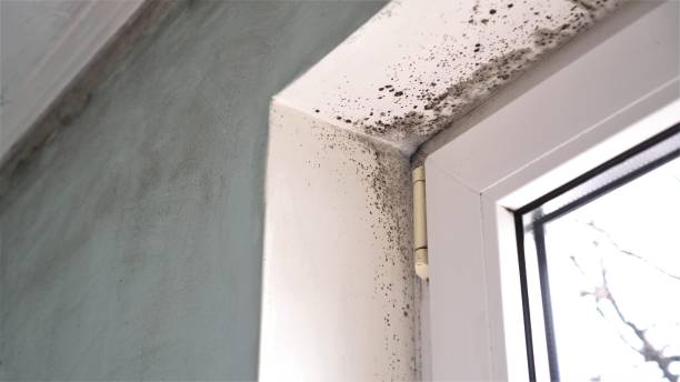 Best Home Mold Removal  in Parker City, IN