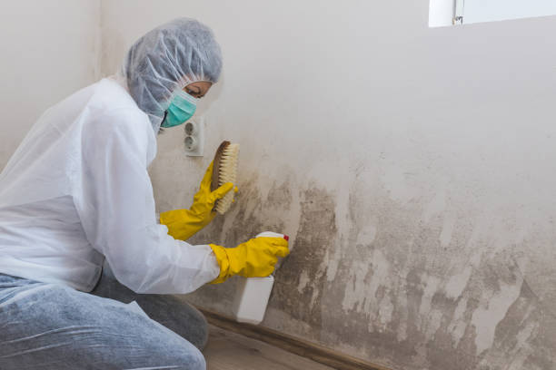 Best Residential Mold Removal  in Parker City, IN