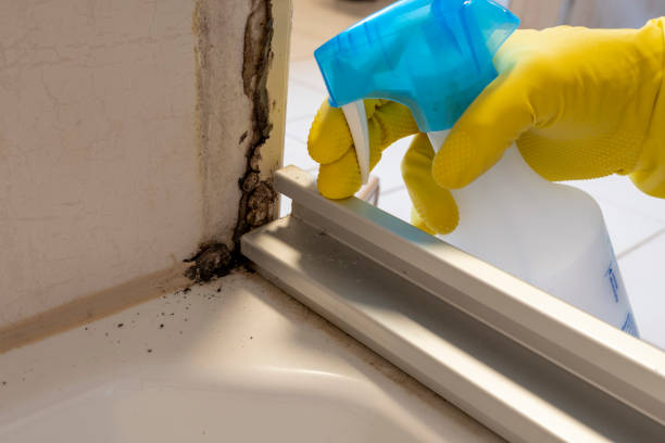 Best Mold Cleaning Services  in Parker City, IN