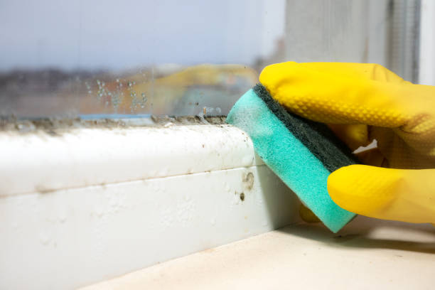 Best Mold Removal Company Near Me  in Parker City, IN