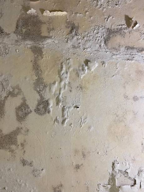 Best Mold Removal Specialists  in Parker City, IN