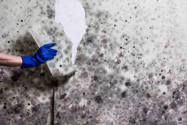 Best Fast Mold Removal  in Parker City, IN