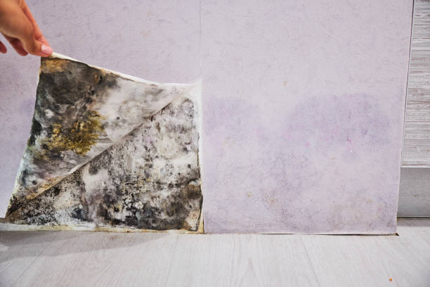 Best Affordable Mold Removal  in Parker City, IN